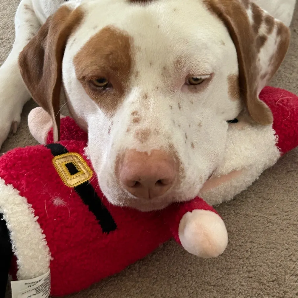 jeff-nh.bsky.social's profile picture