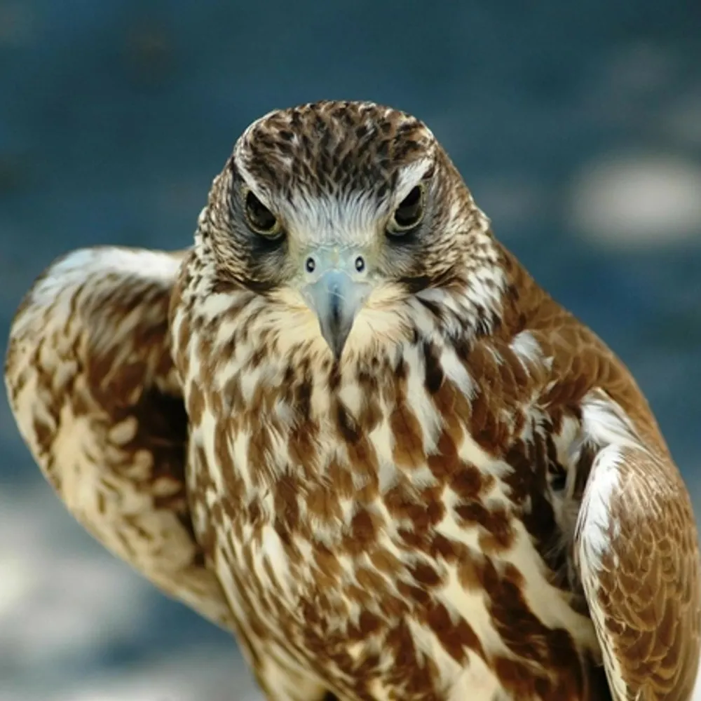 handspun.bsky.social's profile picture