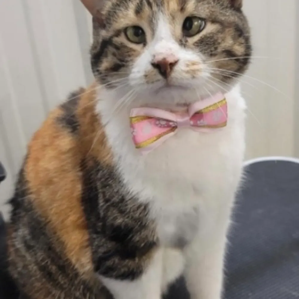 crumbledcolumns.bsky.social's profile picture