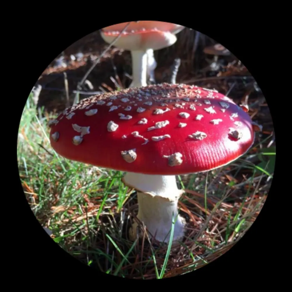 faewings.bsky.social's profile picture