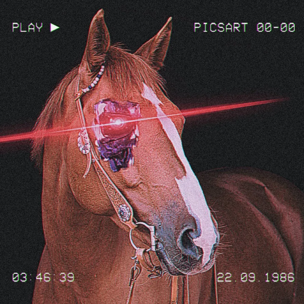 horsedisc.bsky.social's profile picture