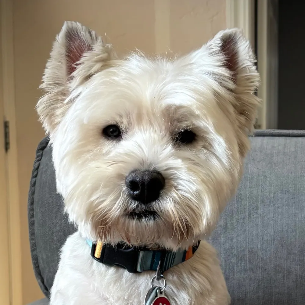 robbie-62.bsky.social's profile picture