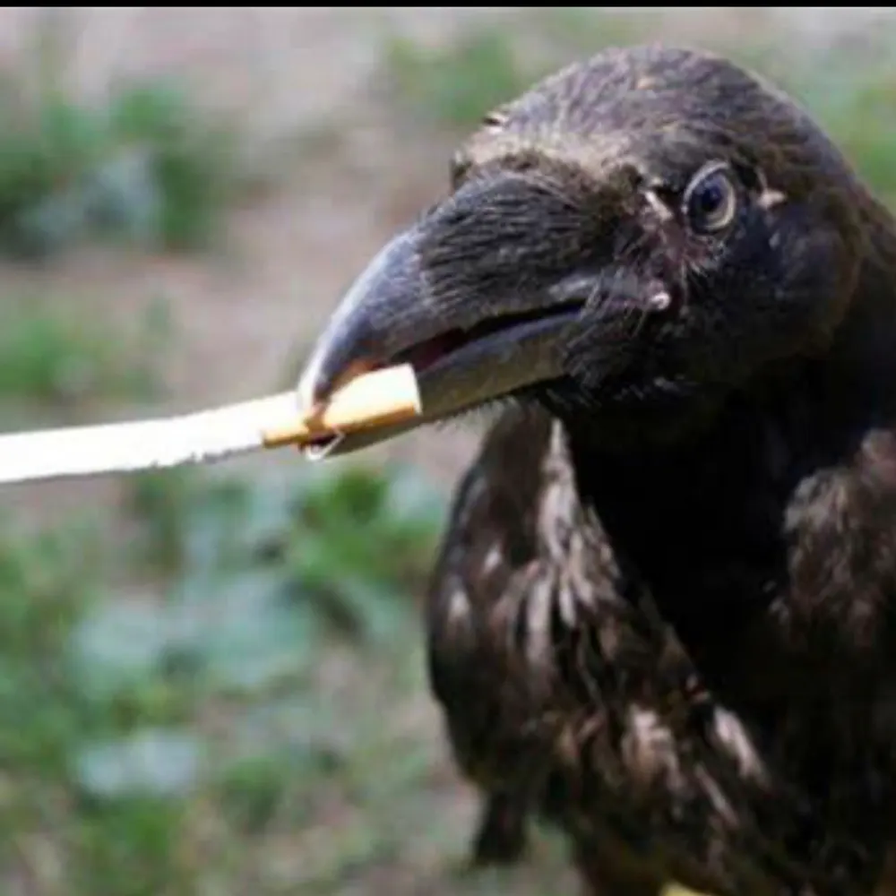 snarkyarky01.bsky.social's profile picture