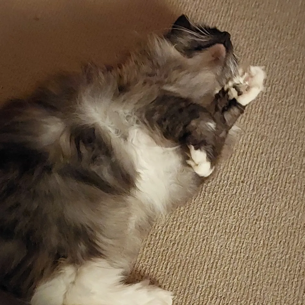 nwp.bsky.social's profile picture