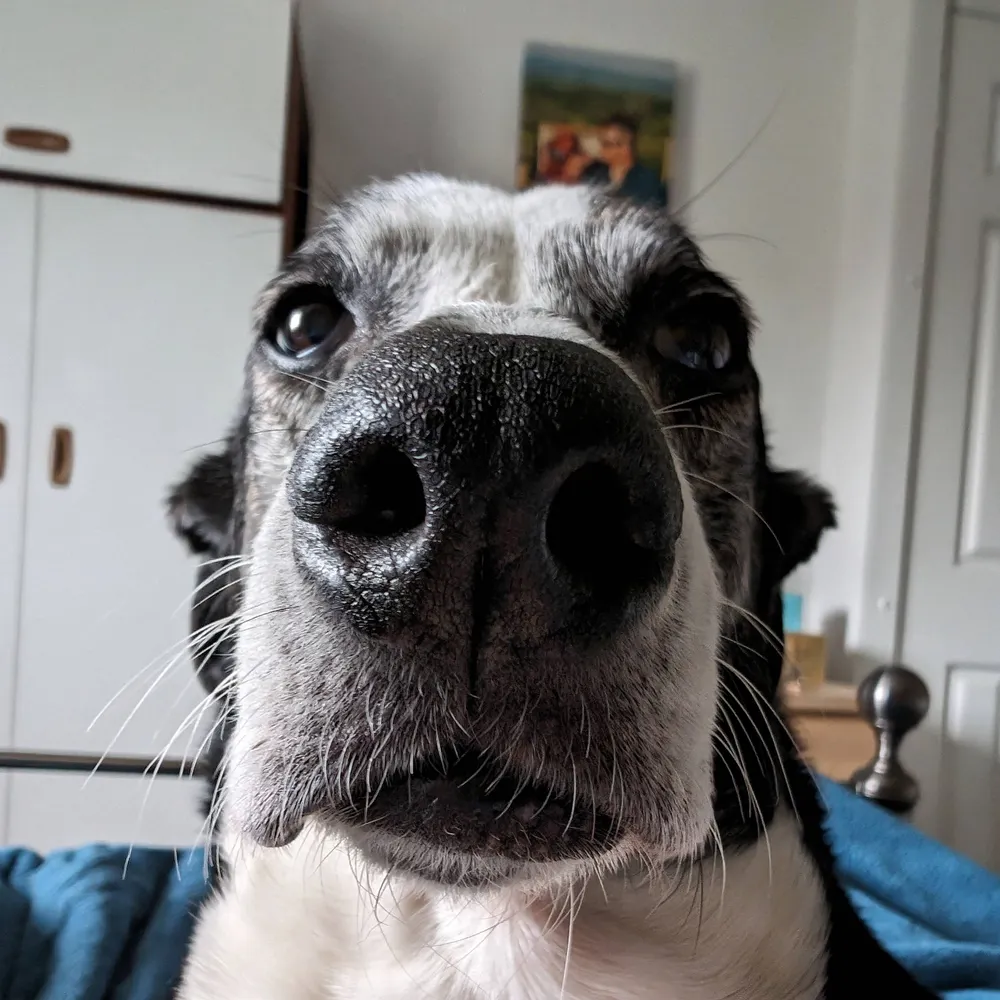 andycowley.uk's profile picture