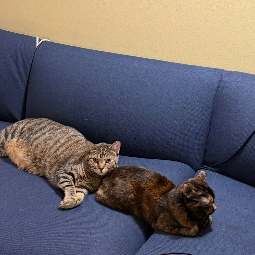 laylapiglet.com's profile picture