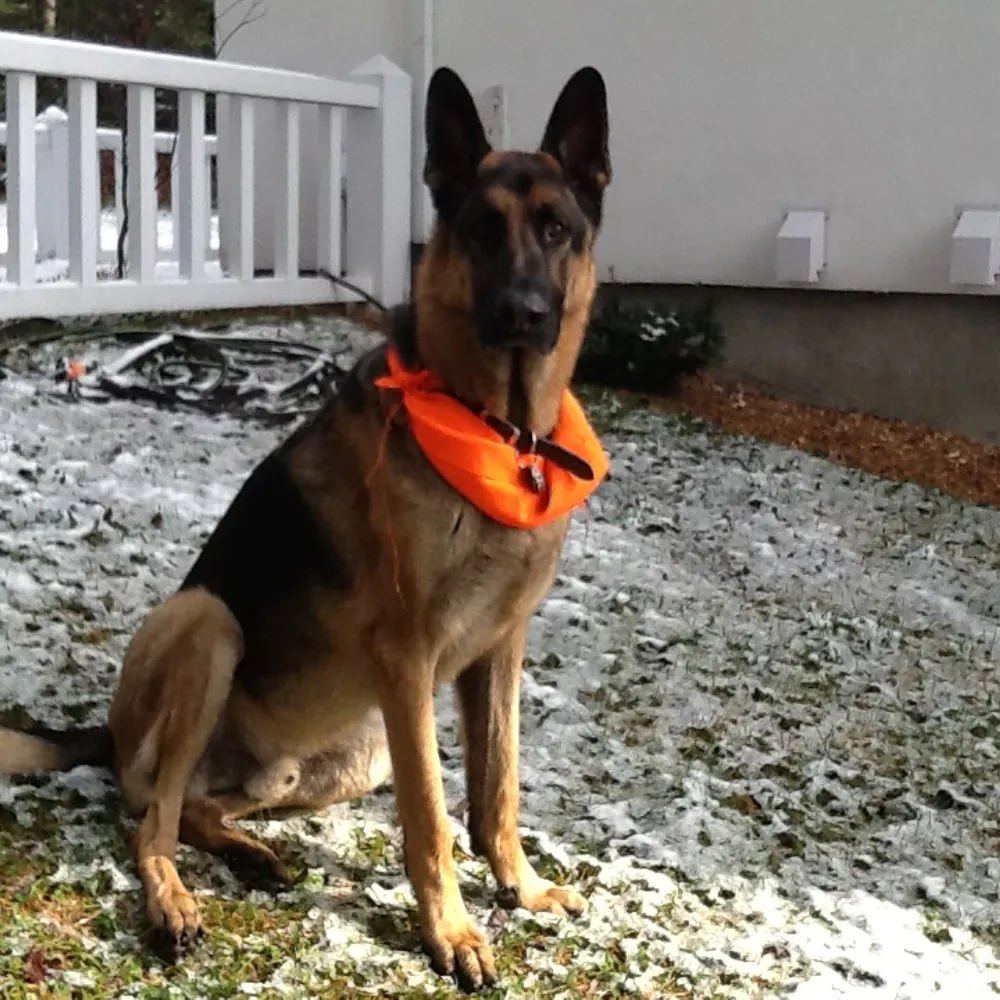 bigpete1946.bsky.social's profile picture