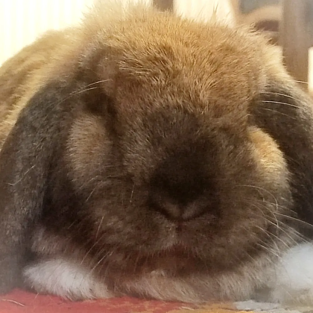 dsquareddigest.bsky.social's profile picture