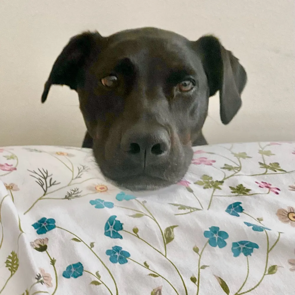 goldienewt.bsky.social's profile picture