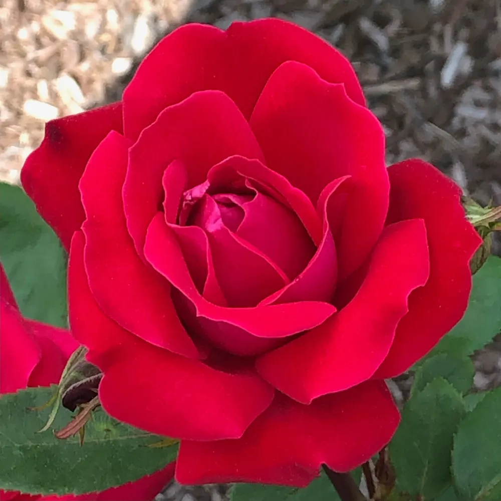 meowyoga.bsky.social's profile picture