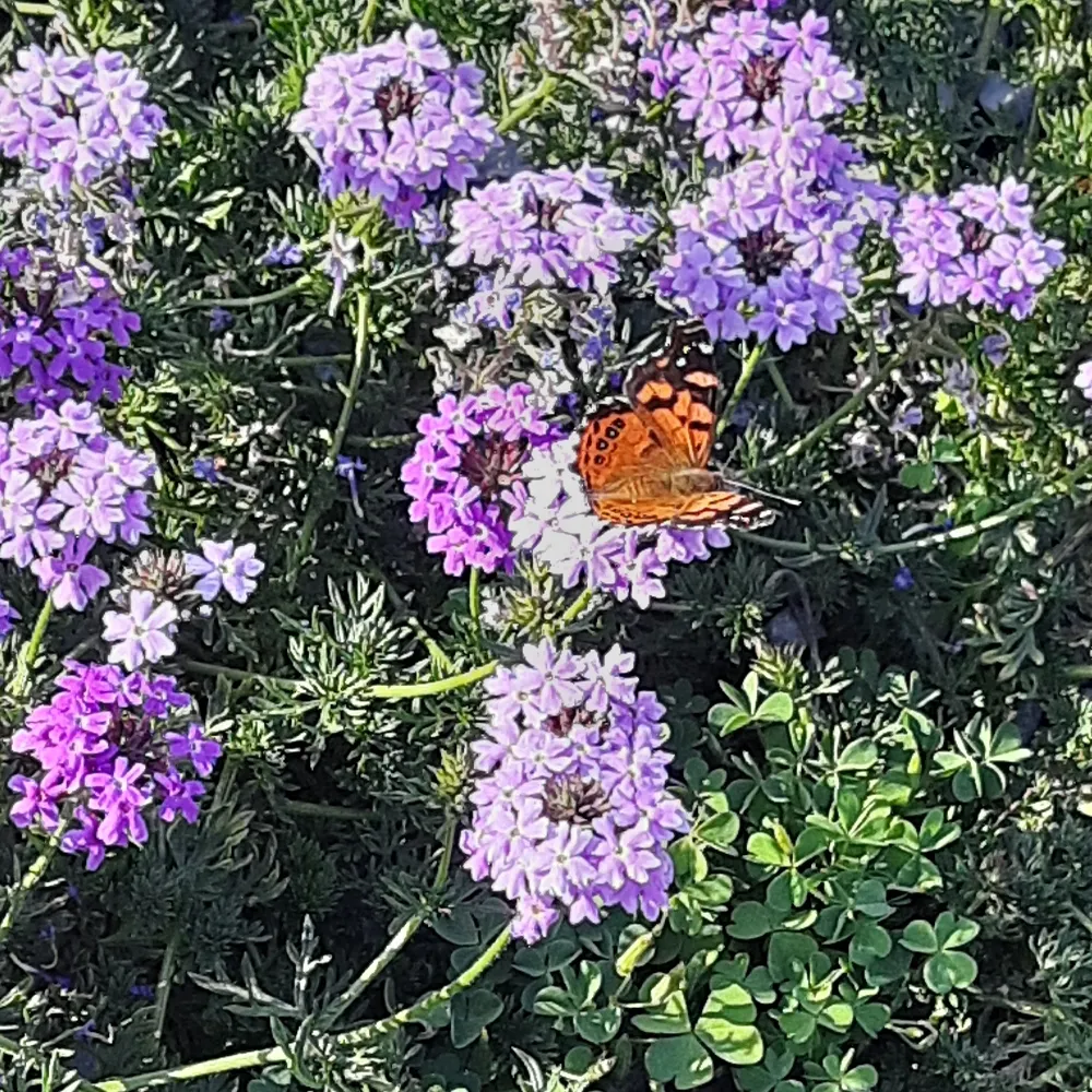 yeguablancaa.bsky.social's profile picture