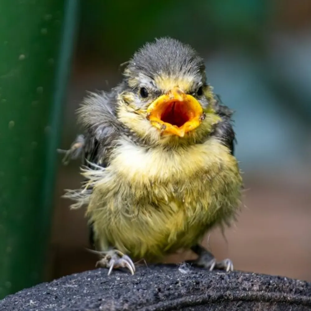 dumb.baby's profile picture