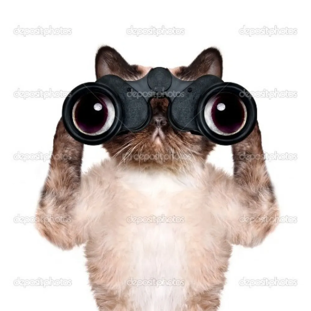 casualobserver2.bsky.social's profile picture