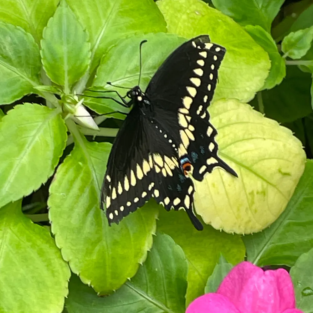 daisyanne.bsky.social's profile picture