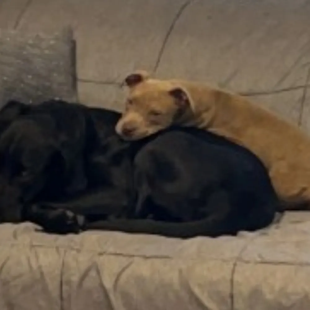 tumescentnumpty.bsky.social's profile picture