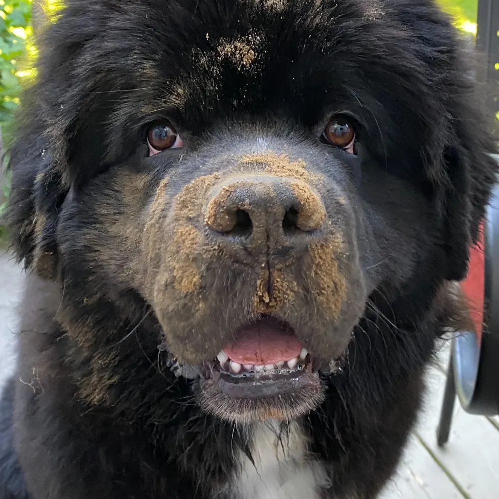 sox-dogs-tunes.bsky.social's profile picture