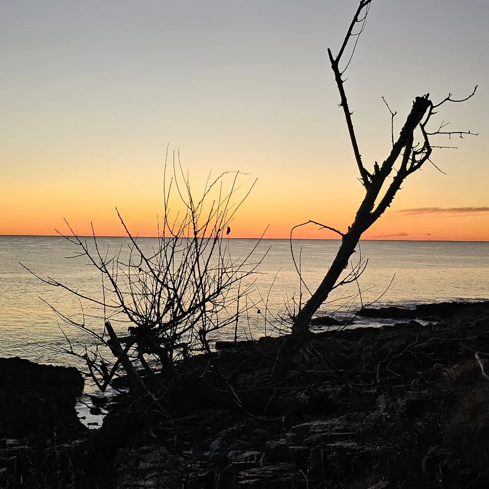 danaintq.bsky.social's profile picture