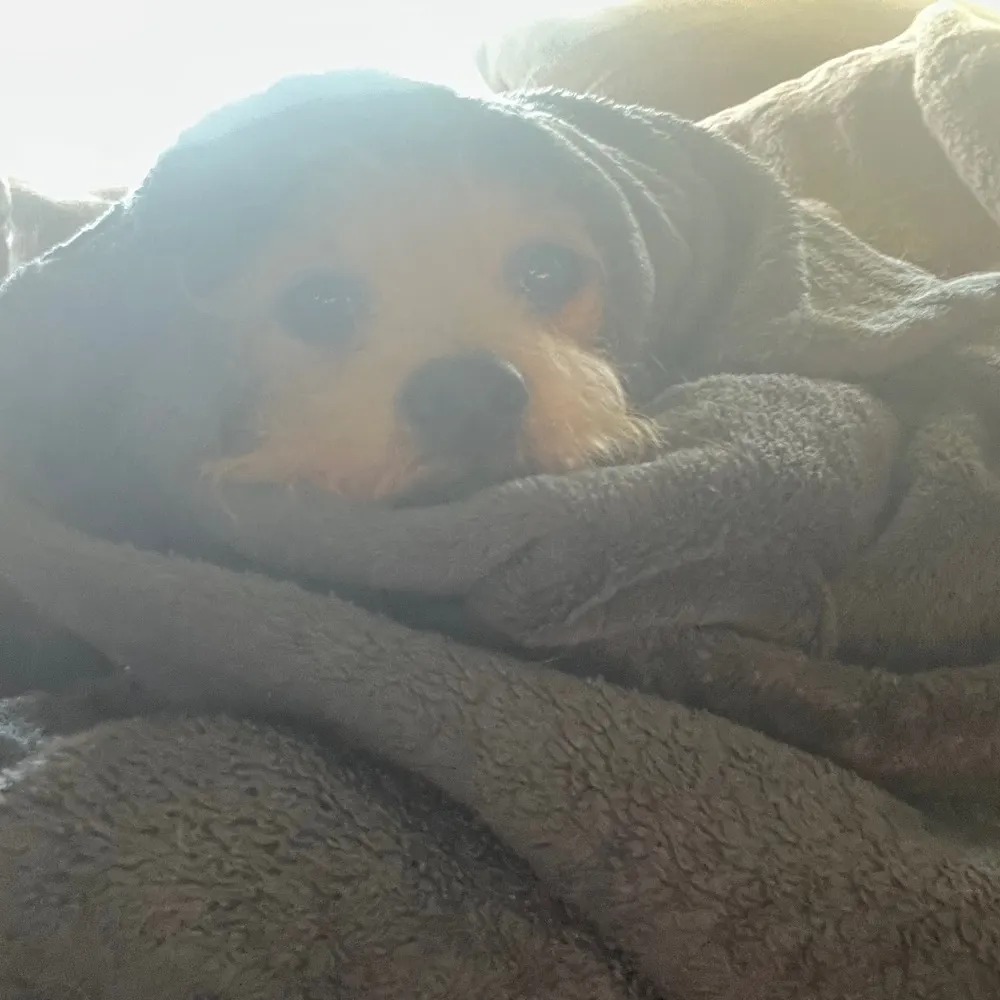 varric-fan69.bsky.social's profile picture