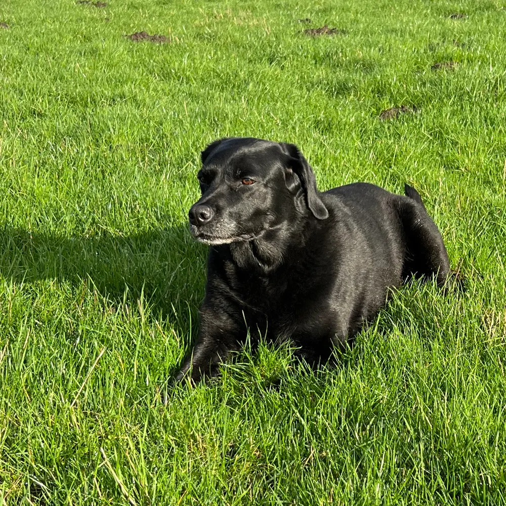 windyfarmer.bsky.social's profile picture