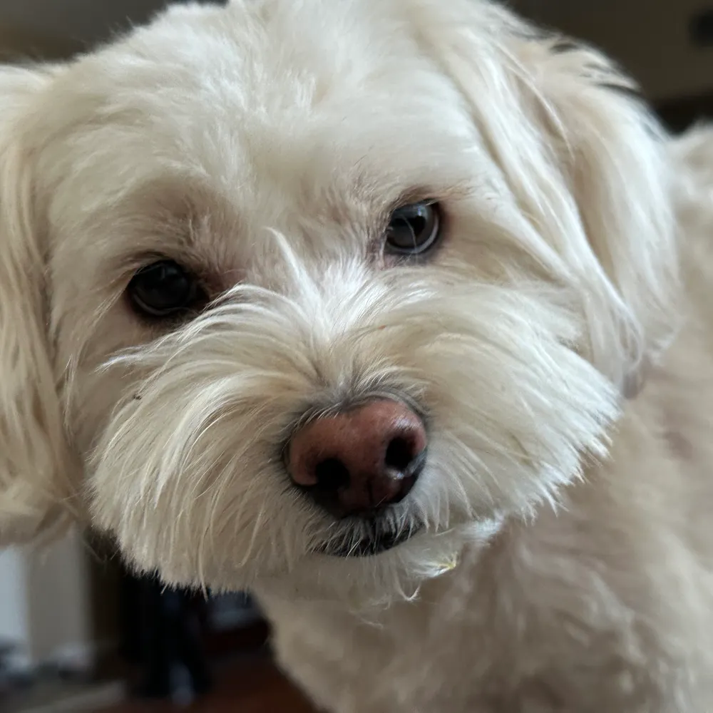 laurili.bsky.social's profile picture