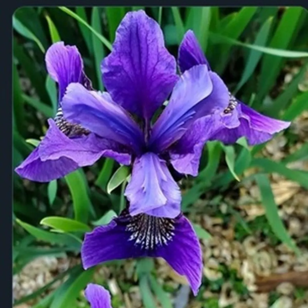 ladyiris5.bsky.social's profile picture