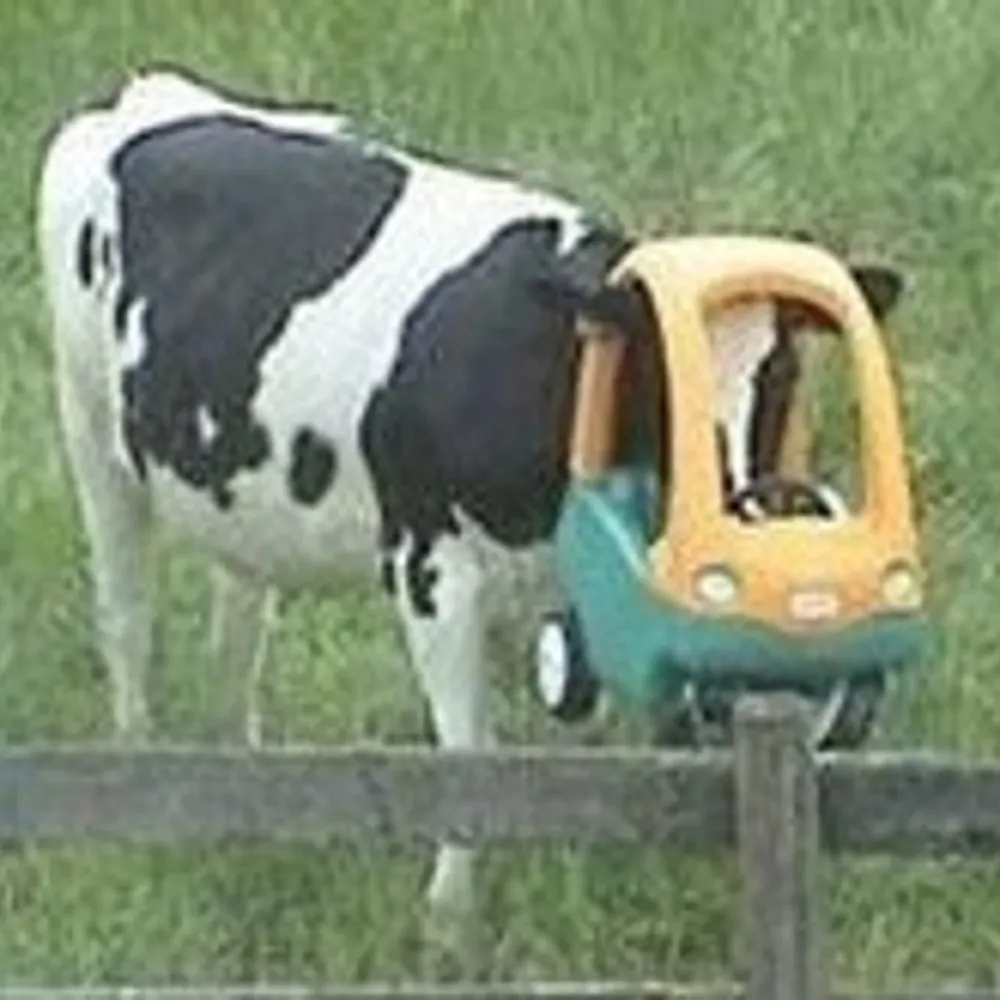 inflatableplant.bsky.social's profile picture