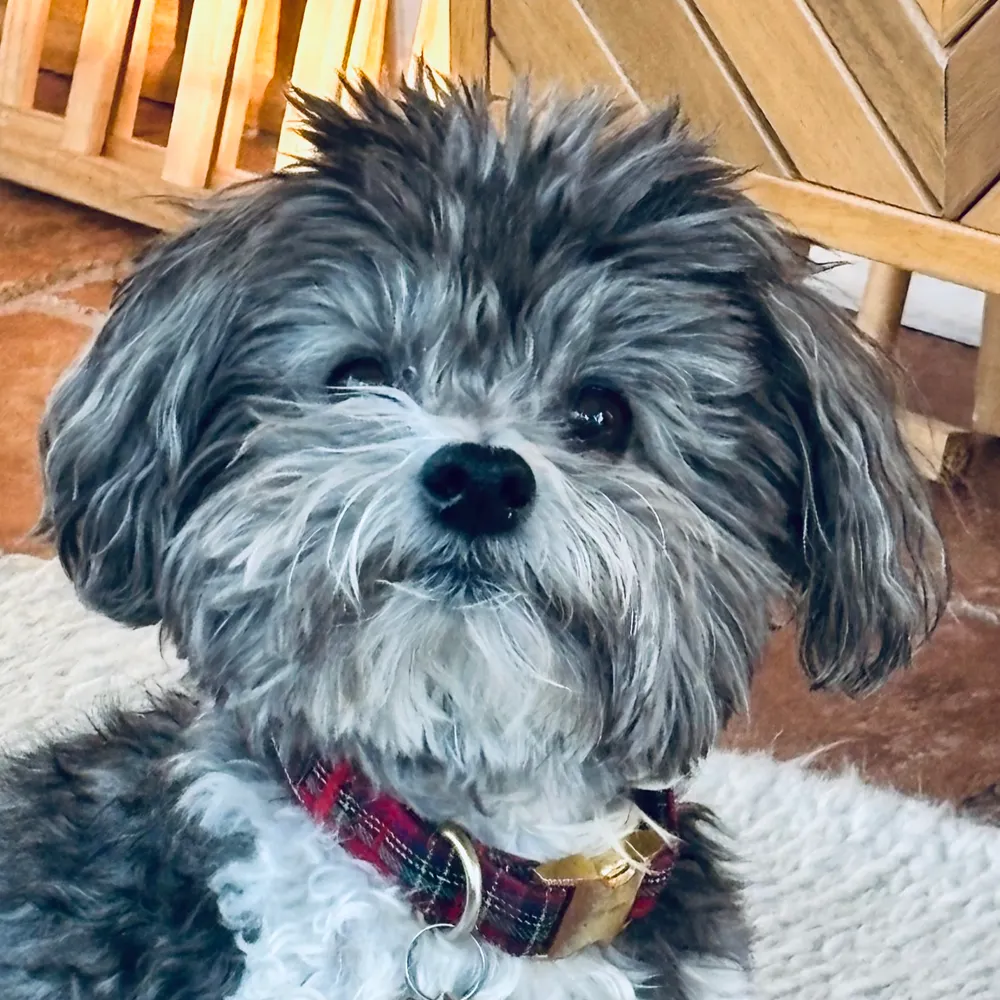 gigideang.bsky.social's profile picture