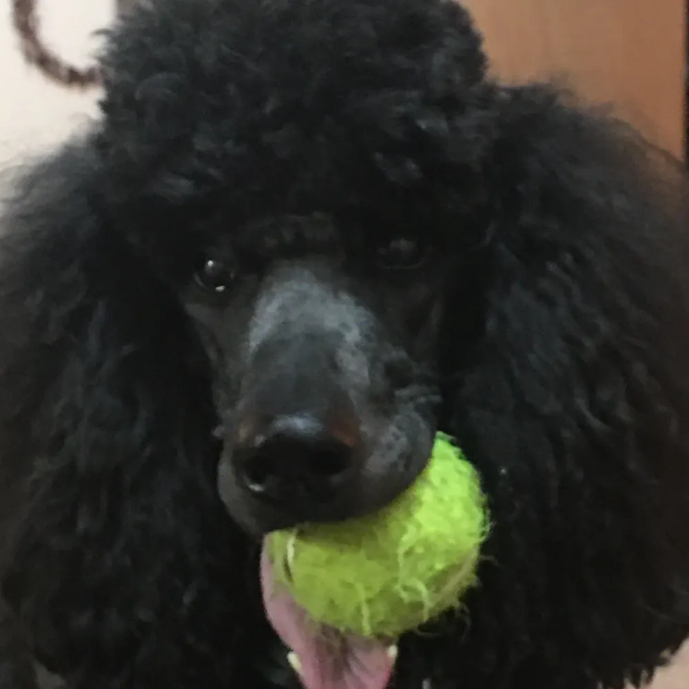 imchad.bsky.social's profile picture