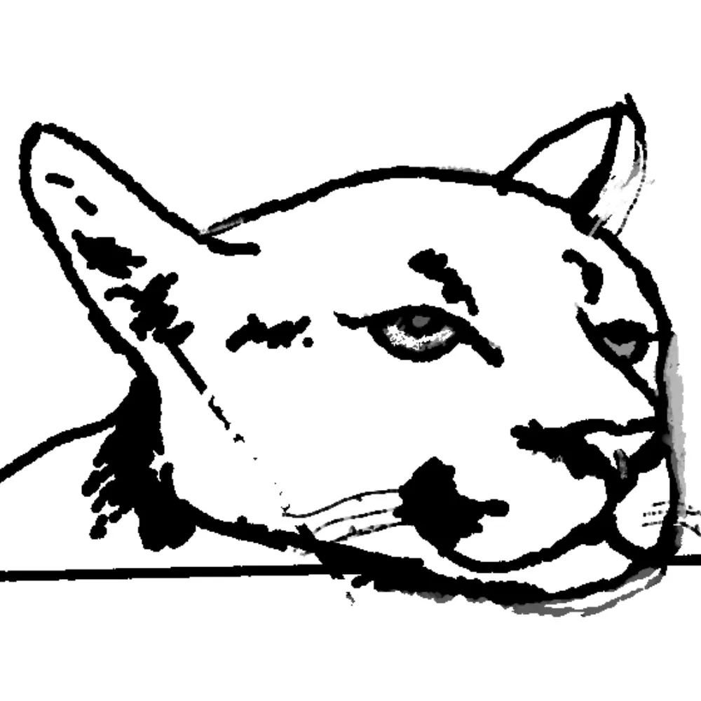 concoloris.bsky.social's profile picture