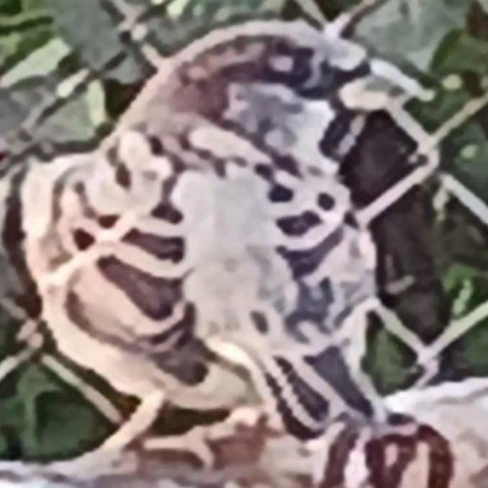 pokoguy14.bsky.social's profile picture