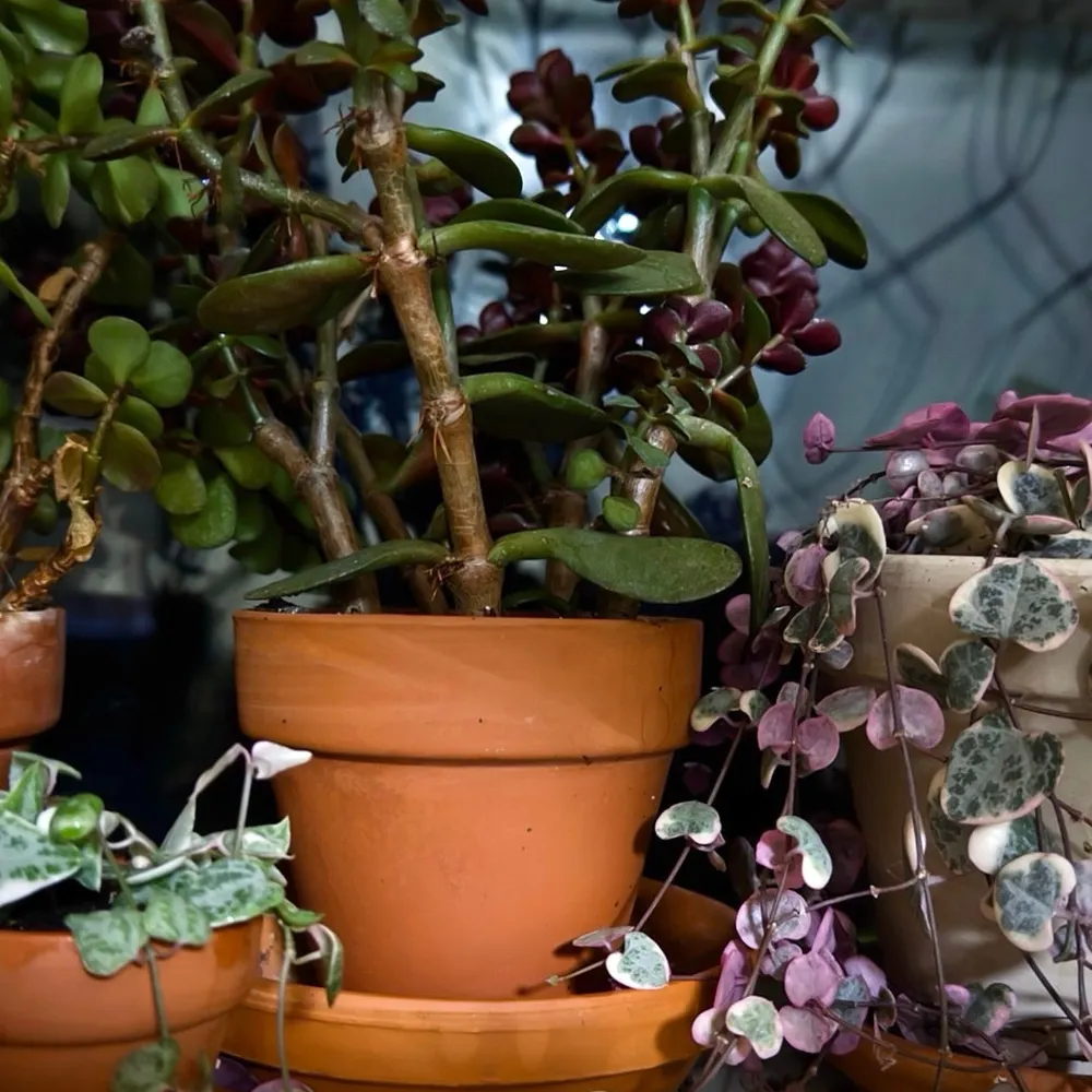 witchintheflowers.bsky.social's profile picture