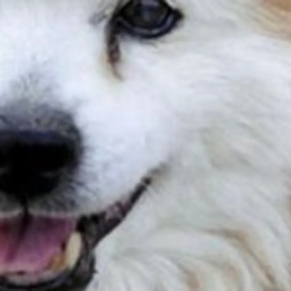 ronfella.bsky.social's profile picture