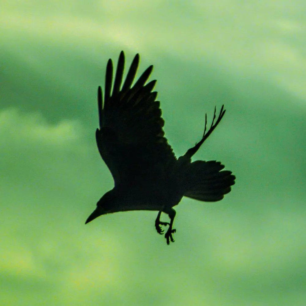 melthemartian.bsky.social's profile picture