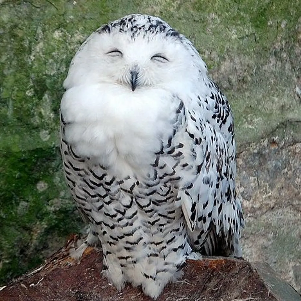 yanshuf09.bsky.social's profile picture