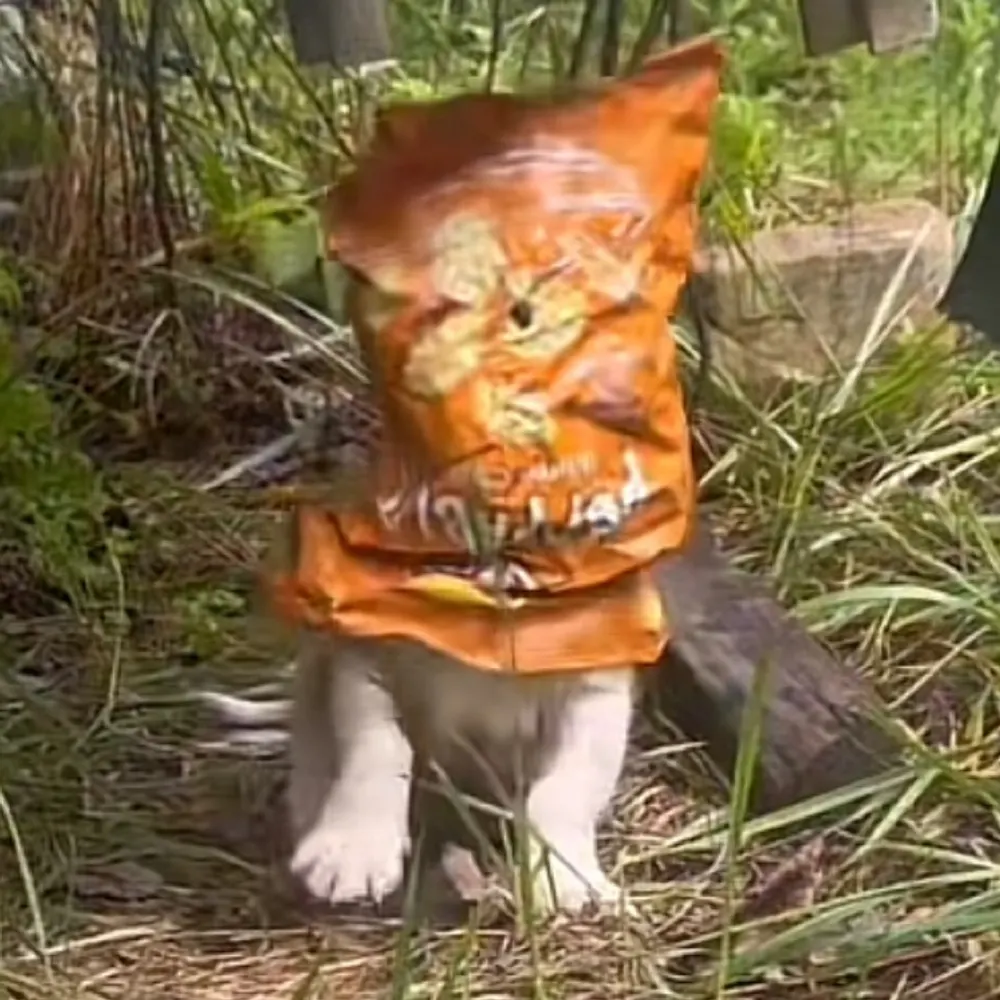 tinybabypeople.bsky.social's profile picture