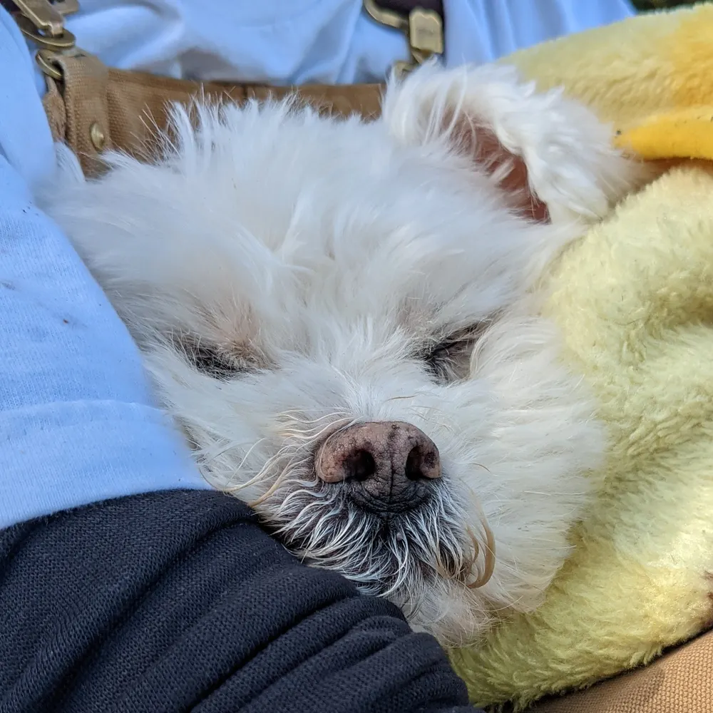 rosarugosa.bsky.social's profile picture