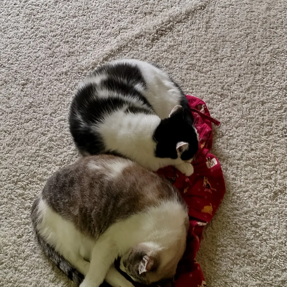 lisainin1.bsky.social's profile picture