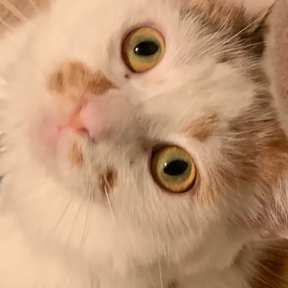 juliettewade.com's profile picture