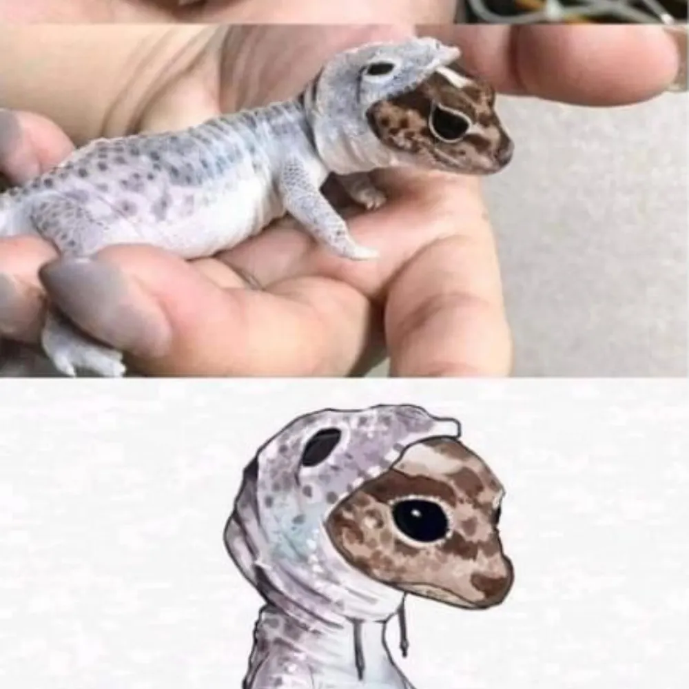 rildaan.bsky.social's profile picture