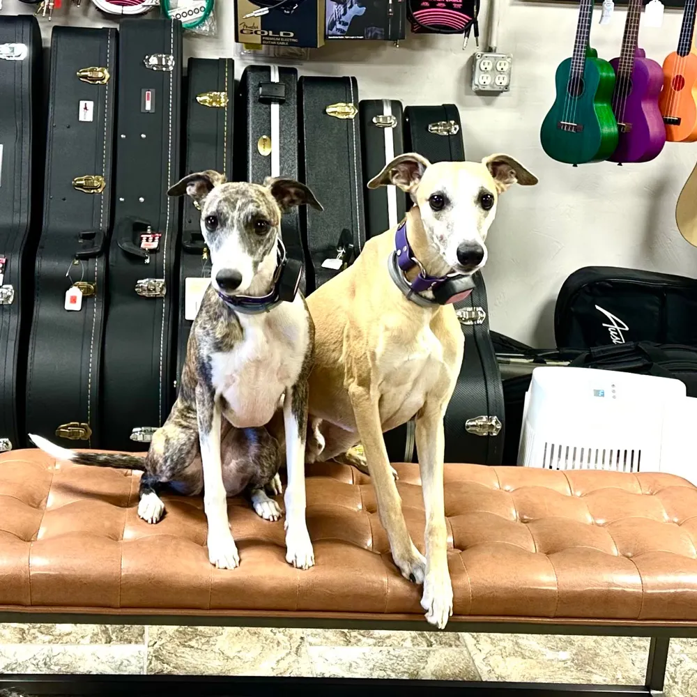 runningdogsmusic.bsky.social's profile picture