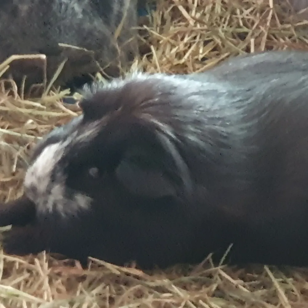 tallulahmuses.bsky.social's profile picture