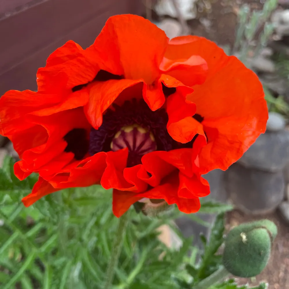 cushood.bsky.social's profile picture