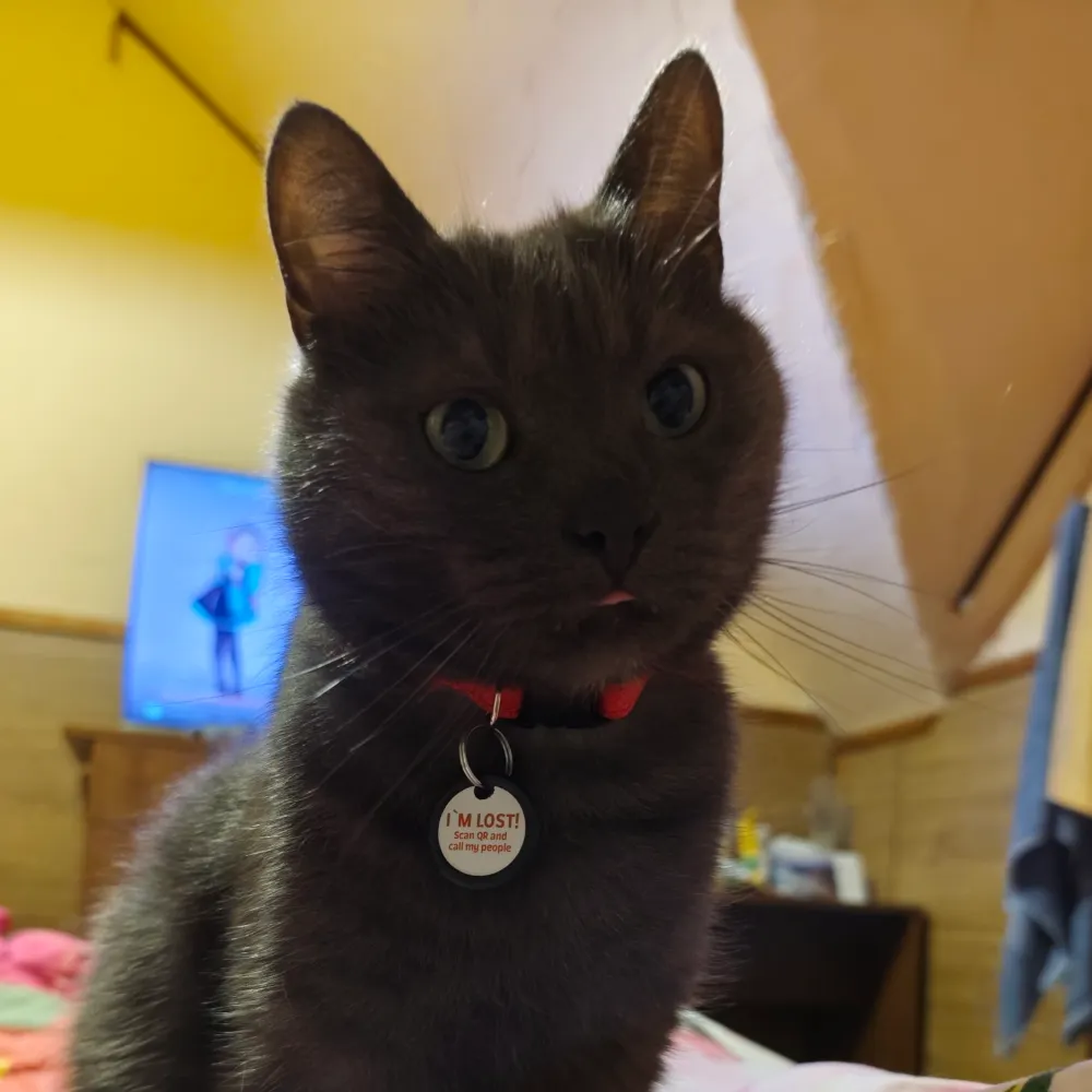 leo-the-cat.bsky.social's profile picture