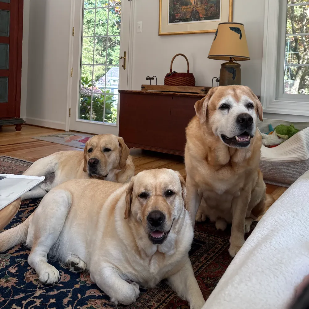 cheleashton.bsky.social's profile picture