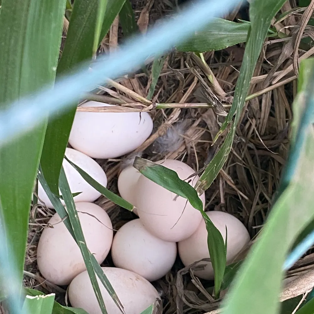 sachikarla.bsky.social's profile picture