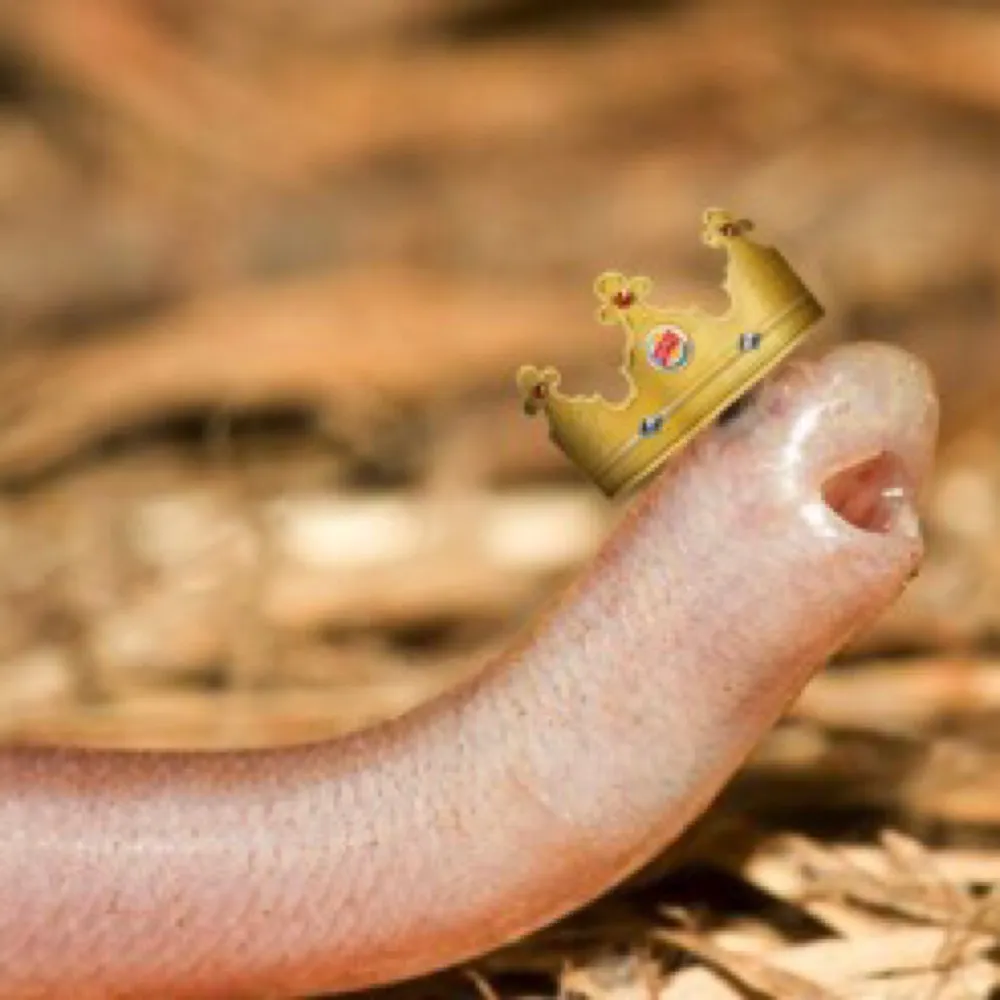 nickcage15.bsky.social's profile picture