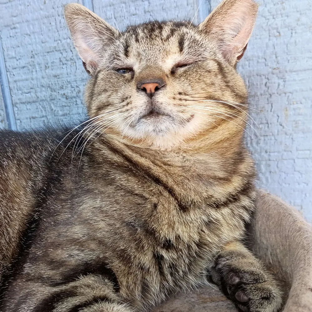 ninjinister.bsky.social's profile picture