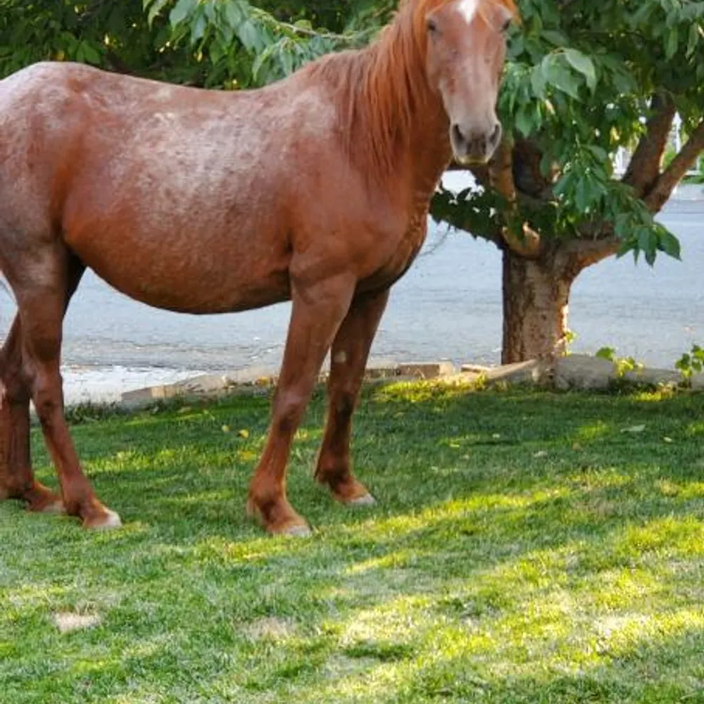 tamera-westcoast.bsky.social's profile picture