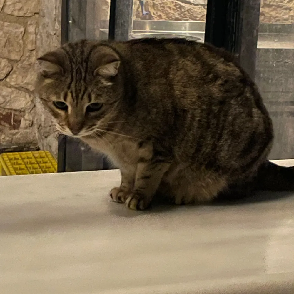 catiomiles.bsky.social's profile picture