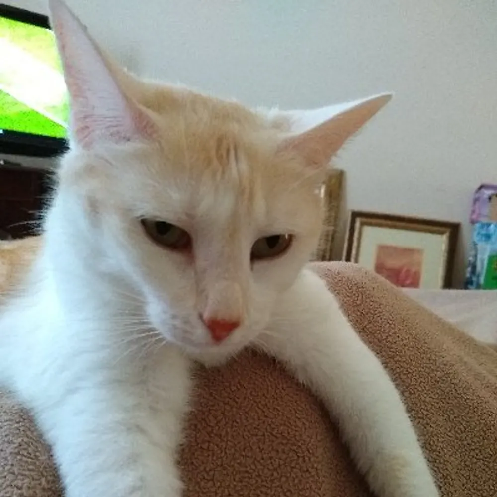 peacherina.bsky.social's profile picture